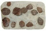 Twelve Fossil Leaves (Zizyphoides, Beringiaphyllum & Davidia) -Montana #188744-1